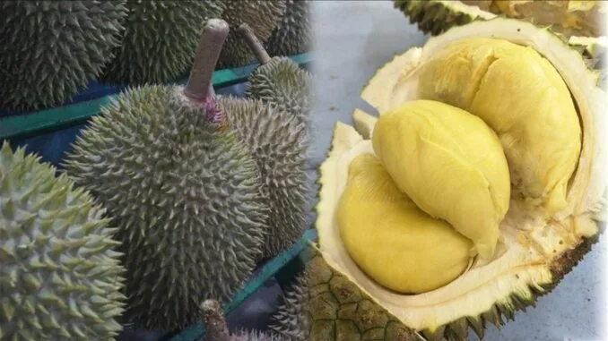 durian-meyvesi-egzotik-bir-lezzet-ve-saglik-deposu-T1R52ipk.jpg