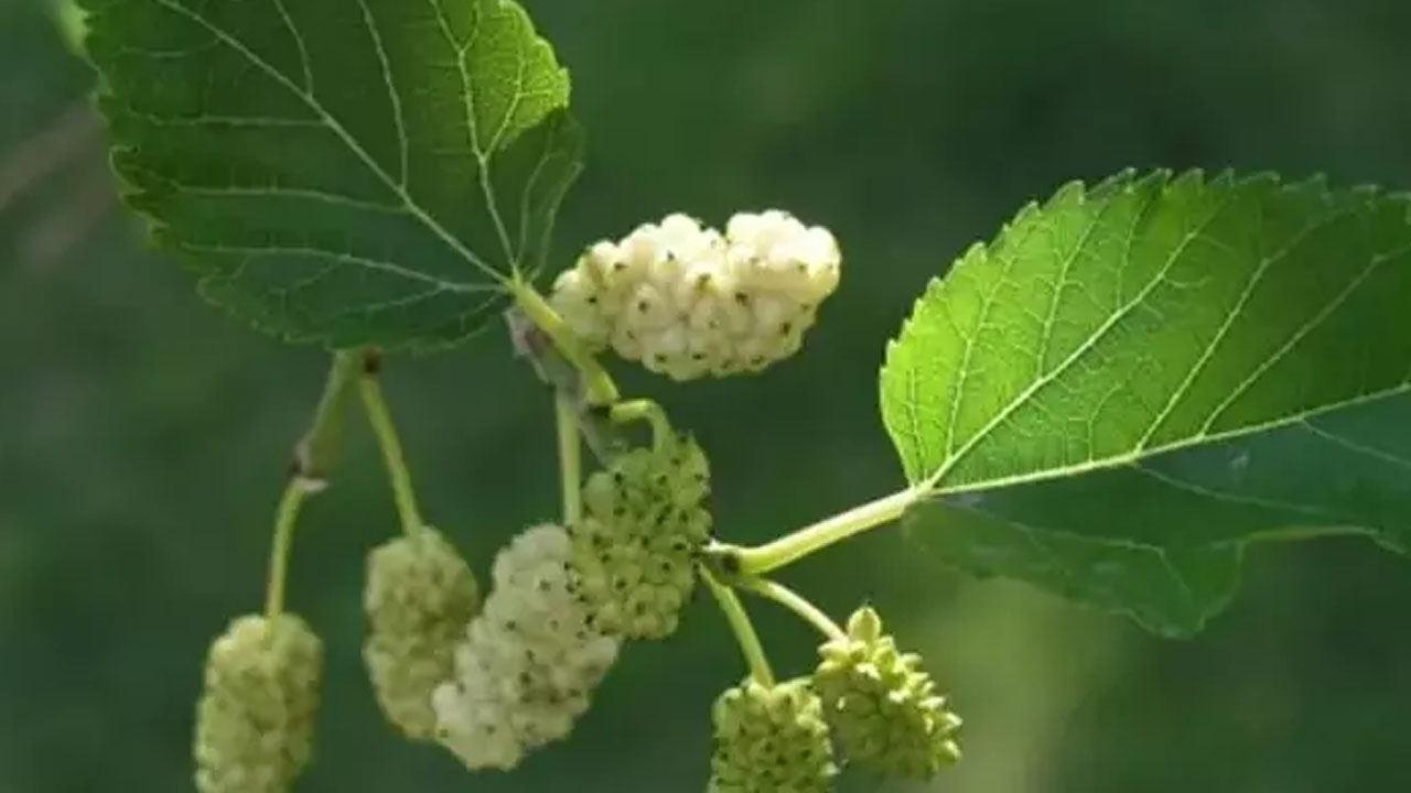 Dut Yaprağının Faydaları