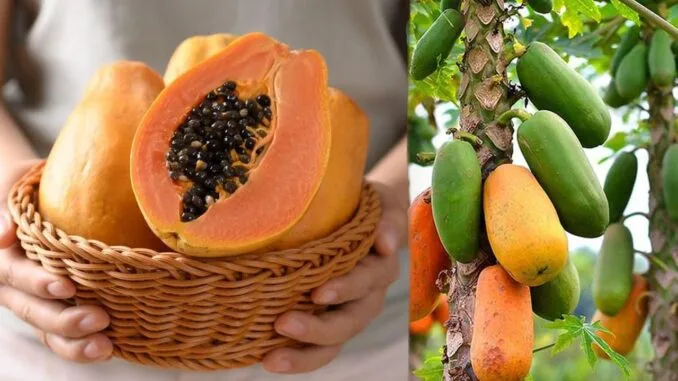 papaya-meyvesinin-sagliga-8-mucizevi-faydasi-NR9NnU3J.jpg