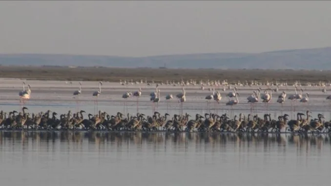 tuz-golunde-flamingo-populasyonu-ve-koruma-calismalari-7tQzLFgi.jpg