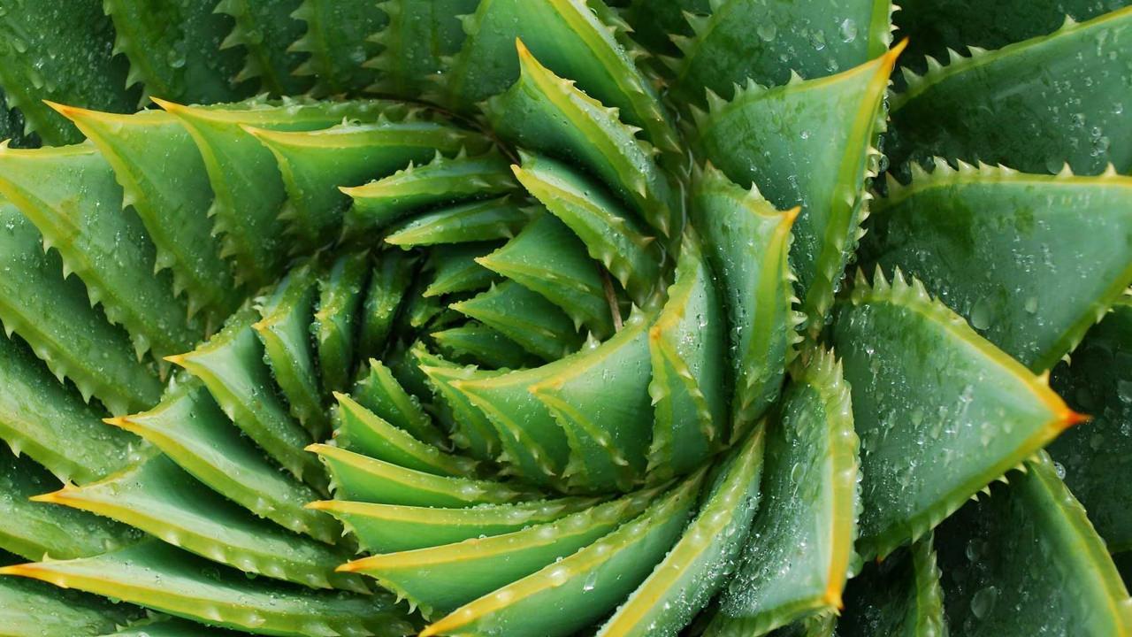 Aloe Vera: Doğanın Mucizesi ve Faydaları