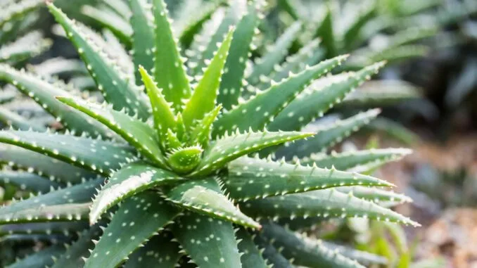 aloe-vera-doganin-mucizesi-ve-faydalari-gQJDtiWO.jpg