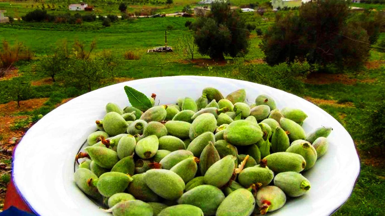 Çağla Meyvesinin Faydaları ve Özellikleri