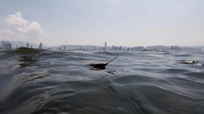 izmir-korfezinde-balik-olumleri-ve-kotu-koku-sorunu-dmndNBda.jpg