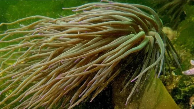kocaeli-kirazliyali-bolgesinde-dalis-ve-anemonlarin-guzellikleri-DdaAKNwM.jpg