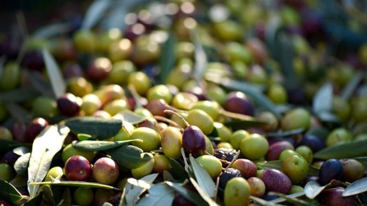 Zeytin Çekirdeğinin Sağlığa Faydaları