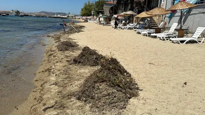 deniz-cayirlarinin-ekosistem-uzerindeki-onemi-ve-korunmasi-4zqCDG9U.jpg