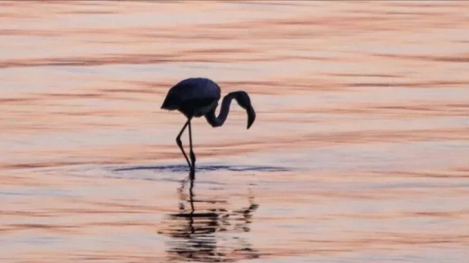izmit-korfezinde-flamingo-populasyonu-artiyor-8kYgPpJy.jpg
