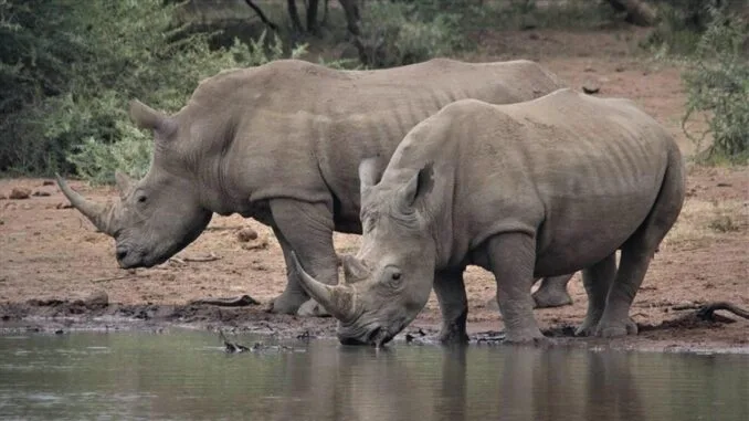 wwf-kenyanin-yasayan-gezegen-raporu-afrikadaki-yaban-hayati-tehlikede-1x64yVAf.jpg